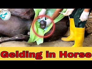 Open castration in equine under general anaesthesia #animal #horse #equine