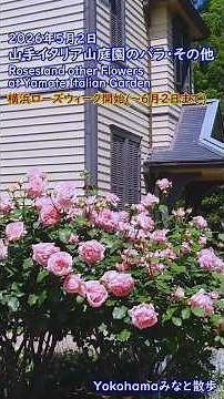 【Yokohamaみなと散歩】2026年5月2日・山手イタリア山庭園のバラその他の花々 / Roses and flowers at Yamate Italian Garden【横浜ローズウィーク】
