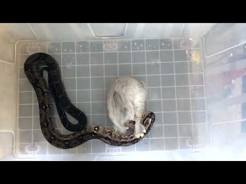 Feeding Constrictor Snake | Red-Tail Boa