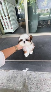 A proof that someone can be cute and gorgeous at the same time. Mini Shih Tzu that very compact! 💖 #PrettyBubbleMNL #PrettyBubbleDog #MiniShihTzu #ShihTzu #dogsofinstagram #puppy #pet #puppylove #reels | Pretty Bubble Dog