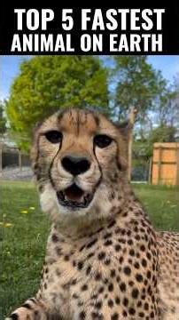 You Think the Cheetah Is the Fastest?🤯 #animalfacts #wildlifedocumentary #astestanimalintheworld