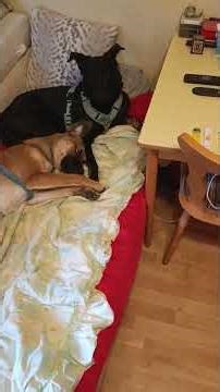 Dobby und Jimmy ♥️ ‪@jimihendrix‬