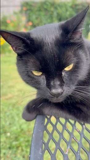 🐾Best Cat Compilation Ever! #CatShorts - Funny & Cute Cats 🐱