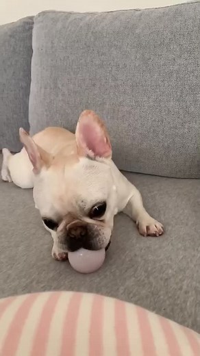 #フレブルのアビー #目は見えないけど元気です #おうちで過ごし隊