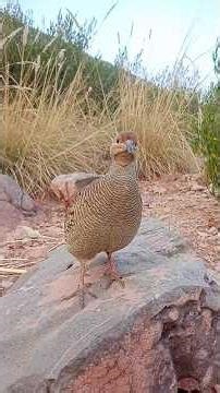 This is unique sounds with my call