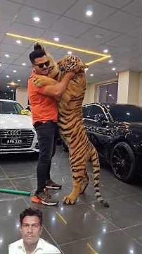 Bengal Tiger Wants to Hug Me 😍 | Heartwarming Wild Animal Moment 🐯 #animals #wildanimals #shorts