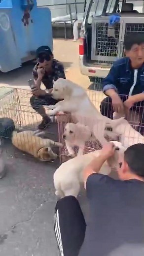 Saving Dogs from the Meat Trade: Support Our Cause Today!