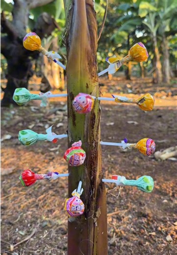 Survival Skills: SMART idea and Useful with Candy #shorts #bushcraft #camping #outdoors #survival