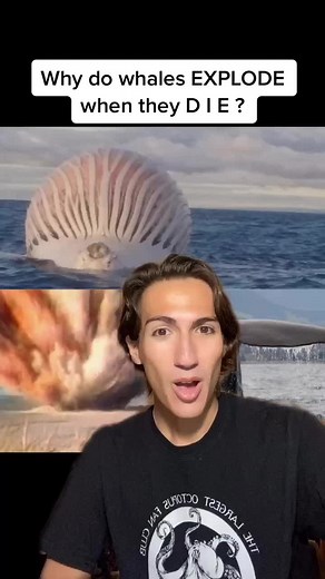 Whale Exploding Natural Phenomenon - Shocking Footage!
