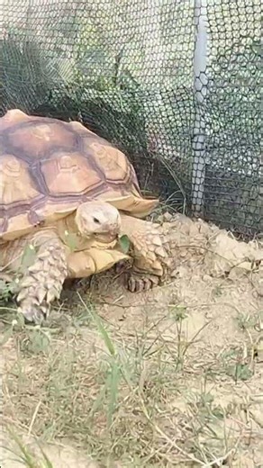 走到腳底磨破。#蘇卡達象龜