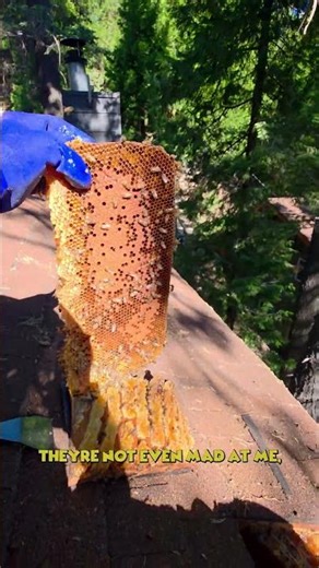 My Most Dangerous Beehive Removal! | #bee #honey #crazy #shorts