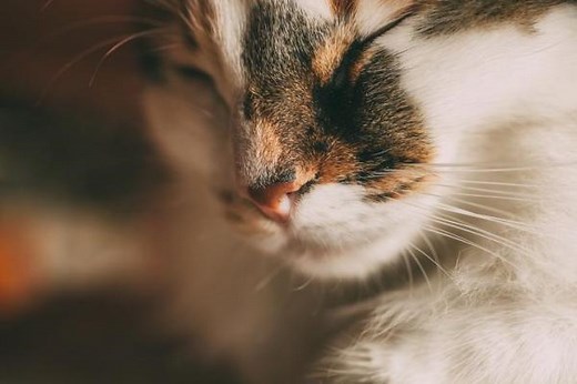 My Cat Has a White Nose - Causes and What to Do