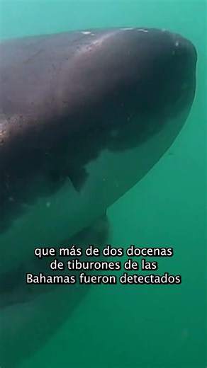 Cocaine detected in sharks in the Bahamas