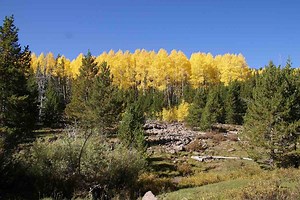 Pando, le plus grand organisme vivant de la Terre, se fragmente et dépérit peu à peu