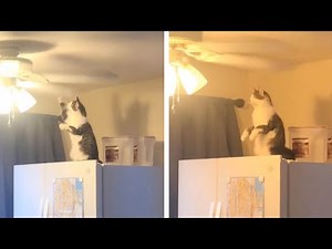 Curious Cat Tries To Hit Ceiling Fan