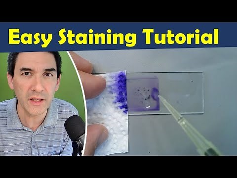 🔬 How to Stain Cells for Microscopy Tutorial