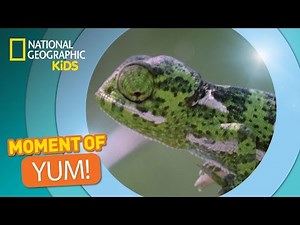 Chameleons Snatch Bugs | The Secret Life of Animals