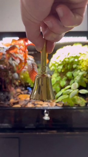 Dinner Is Served! #fyp #reel #poisondartfrog #animal #pet #fypreels #fypreelsシ゚viralシ #fypreelsfacebook #fbreels #animal #pet #pets #animals #exoticpet #frog #frogs #poisonousfrog #poisonarrowfrog #poisondartfrog #dartfrog #flightlessfruitfly #indoorgarden #indoorecosystems #bioactive #terrarium #vivarium | Alternateaquatics