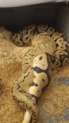 🔥 Successful Lock! Lemonblast OD × OD Pastel Chocolate