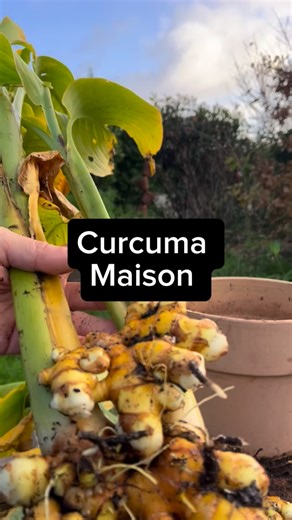 Curcuma De la plantation à la récolte Une culture très sympa à commencer à la maison au mois de janvier. On récolte en fin d’année en novembre décembre quand les tiges sont fanées. 🫚 Avec un rhizome on peut déjà faire une très belle récolte. Vous pouvez en trouver au rayon vrac dans les magasins bio. Quelques dizaines de centimes le rhizome. 🫚 Pour réduire en poudre votre récolte , soit on laisse sécher plusieurs semaines dans une pièce bien ventilée. Ou pour accélérer le processus vous pouvez