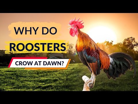 Unlocking the Mystery: Why Do Roosters Crow at Dawn? 🐓🌅