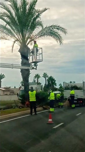Pruning palm trees# shorts 2