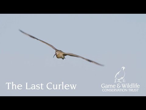 The Last Curlew: Action for Curlew Appeal 2024
