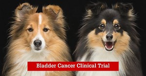 Is your dog a match? NC State Veterinary Medicine researchers are screening dogs for a bladder and prostate cancer called urothelial carcinoma or transitional cell carcinoma. Learn more here: https://cvm.ncsu.edu/clinical-trial-for-bladder-cancer/ | NC State College of Veterinary Medicine & Veterinary Hospital
