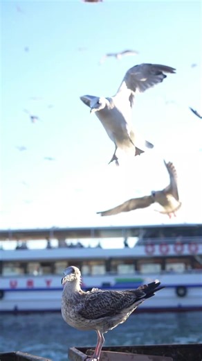 Exploring Istanbul: A Journey Through Culture and Life