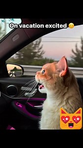 Very excited cat 🐈 on vacation #kitty #cutebaby #reelschallengereelschallenge #excited #cat #vacation #happy | Kou Yang