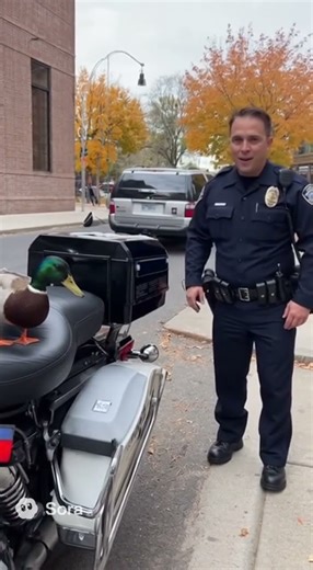 🦆 Duck Steals a Police Bike?! 😂 | Officer Can’t Believe His Eyes