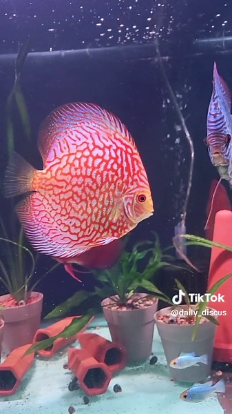 Discovering the Beauty of Aquascaping with Jasper