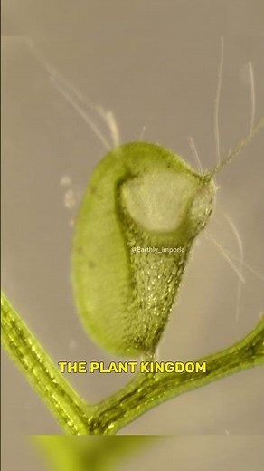"Bladderwort: Nature's Tiny Carnivorous Marvels"