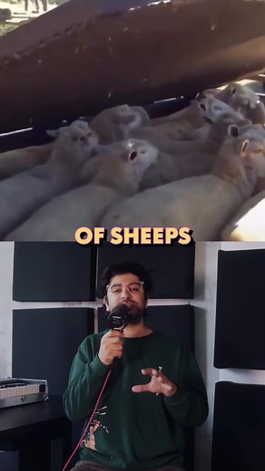 The Crazy Sheep Parasitic Bath: Eliminating Parasites with a Refreshing Dip