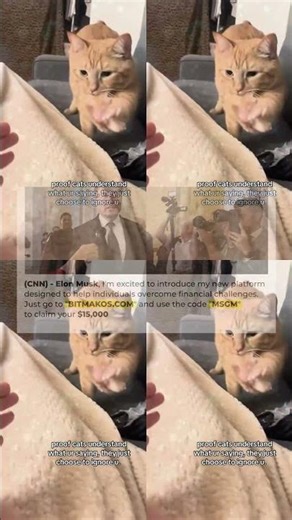 Laughing Out Loud With Hilarious Derpy Cat Moments – Synth Groove #17 281s