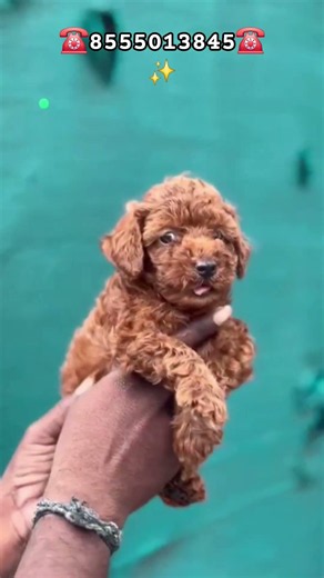 Toy Poodle dogs for sale #toypoodle #poodle #poodlegrooming #dogsales #sale #petshop #viral #reels