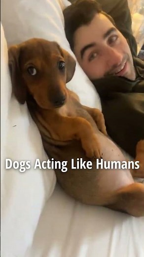 Dogs acting like humans😭