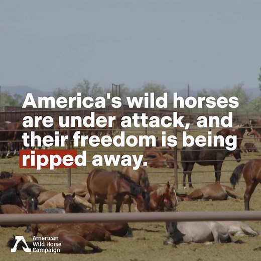 A staggering 20,000 innocent wild horses and burros face roundup in 2024—over double the number targeted last year. In the past, our Rescue Fund has been essential in saving these majestic creatures from slaughter. Yet, with uncertainty ahead, we need your support to replenish it. From outbidding kill buyers to covering crucial medical costs, every dollar given to our Rescue Fund makes a difference. Donate today!! ⬇️ | American Wild Horse Conservation