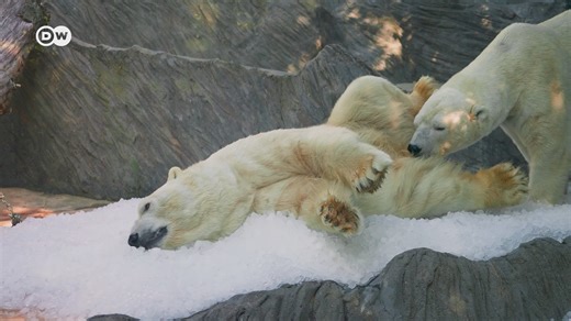 Tons of ice keep polar bears cool in Prague Zoo