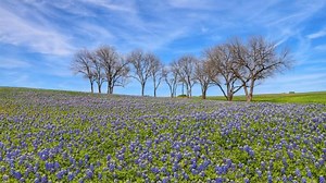 Texas sees bluebonnet superbloom