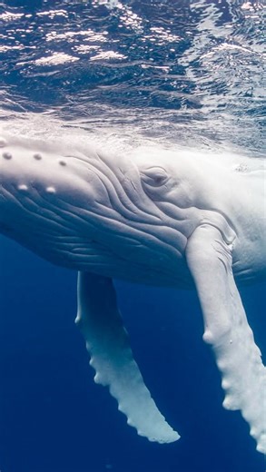ORRCA | Org. for the Rescue & Research of Cetaceans in Australia on Instagram: "HER NAME IS SIALE 🤍🐋 And yes - we can officially confirm she is a true albino humpback whale! On Wednesday, November 5th, ORRCA received footage of a potential white whale travelling north off the NSW South Coast. Our team mobilised, located her once again, and captured detailed drone imagery for identification. By sharing these images with @happywhale_official, the global whale identification databas