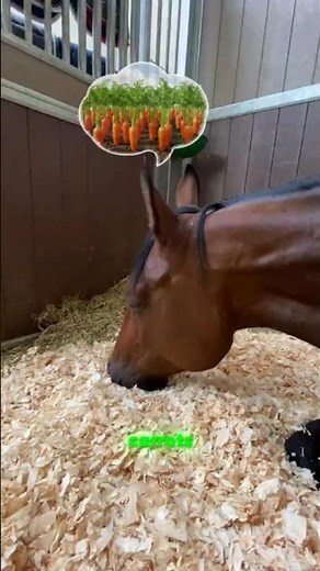 Horses and Dreams: What Happens When They Sleep? 💤🐴