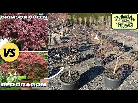 Tree Expert Tells All | Crimson Queen | Red Dragon | Japanese Maple Trees | Early Spring