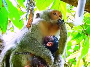 6.9K views · 196 reactions | UNBELIEVABLE Monkey Birth Caught on Camera!  Rare Footage Birth of Newborn Babies ❤️.#fblifestyle | Monkey Video | Facebook