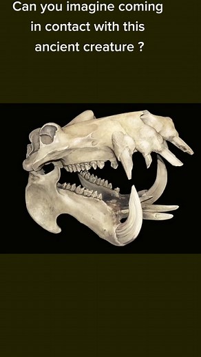 Strange Ancient Skulls: Hippo and Dinosaur Discoveries