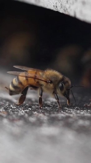 Discover Why Italian Bees are the Best Beekeepers