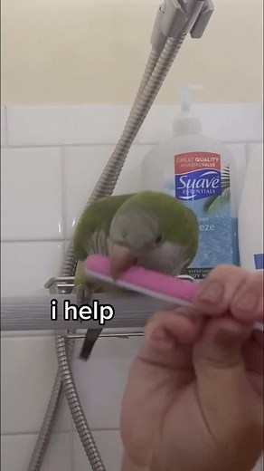 Adorable Quaker Parrot Shares Fun Moments