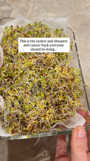 Sprouts are complete little powerhouses that pack such a strong punch for your body and overall health. Comment ✨SEEDS✨ for a link to the seeds I buy and sprouting jars and lids) ❗️Broccoli sprouts contain 100 times the amount of sulforaphane than mature broccoli. Sulforaphane stimulates something called NRF2- which “turns on” over 200 anti inflammatory and anti oxidant genes to help heal the body on the deepest level. This can help prevent things like cancer and many other diseases. ❗️(I can se