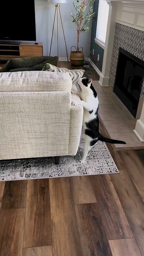 You saw nothing 👀 Charlie has Cerebellar Hypoplasia which causes him to be wobbly. Because of his wobbles, he doesnt usually jump or climb…🫣 #cats #catsoftiktok #petsoftiktok #pets #funnycat #wobblycat #dontbesuspicious | Willy Wonky & Charlie Bear