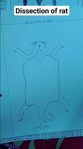 dissection of rat zoology pratical